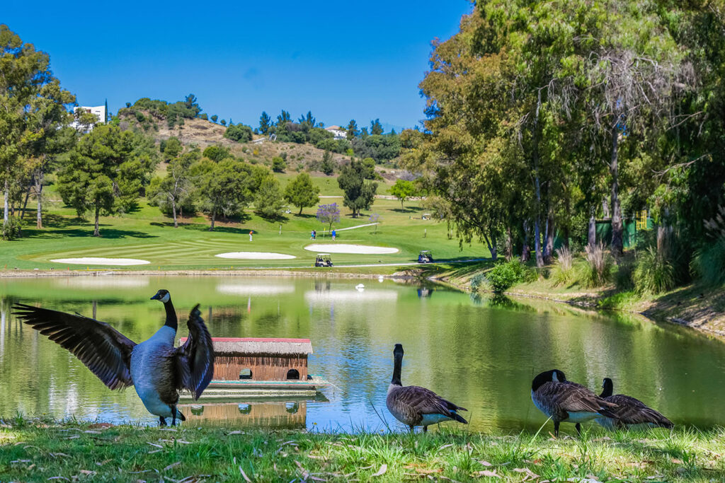 Marbella Golf Estepona