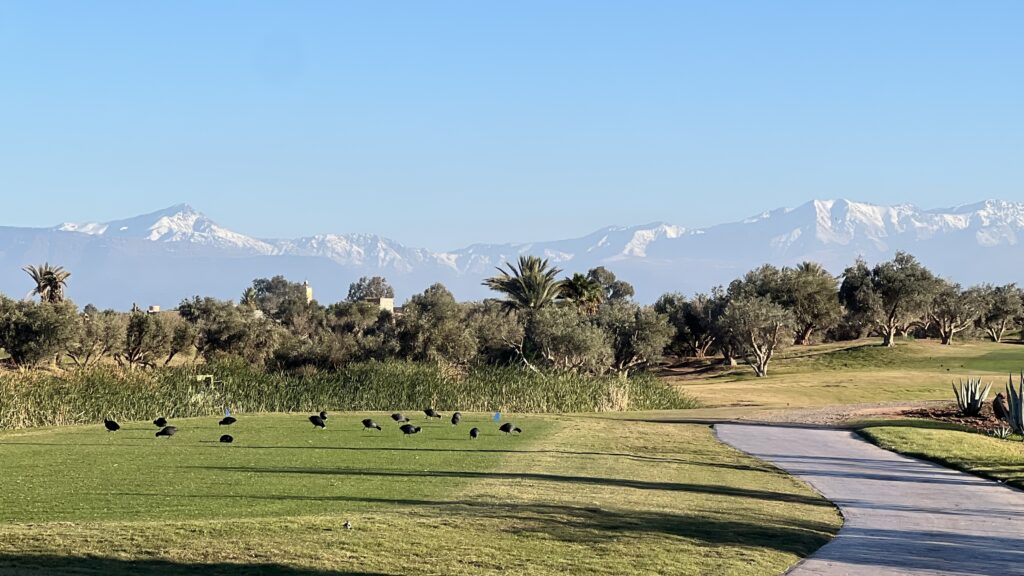 fairmontroyalpalm (6)