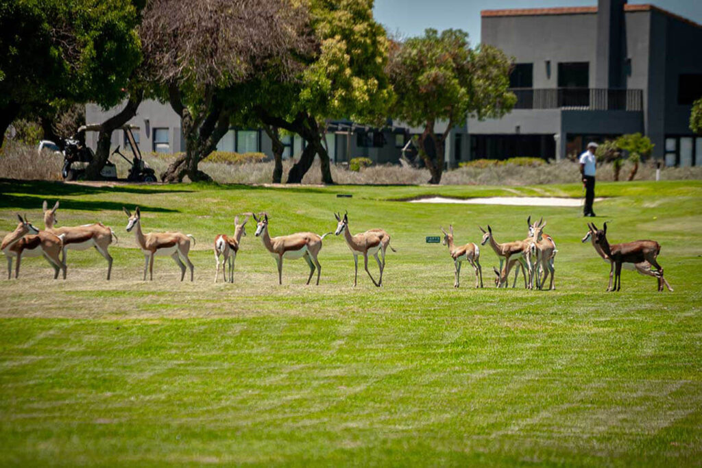 golf-langebaan-01